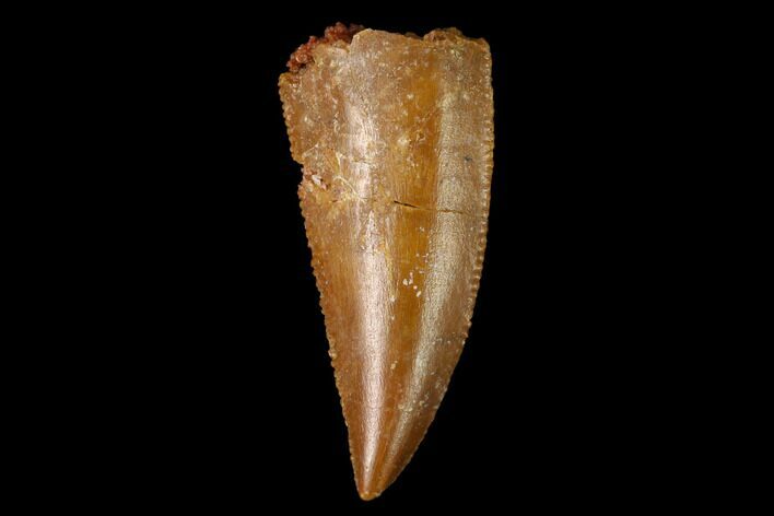 Serrated, Raptor Tooth - Real Dinosaur Tooth #154755